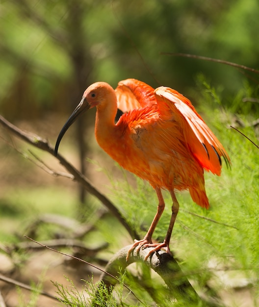 Foto gratuita ibis scarlatto