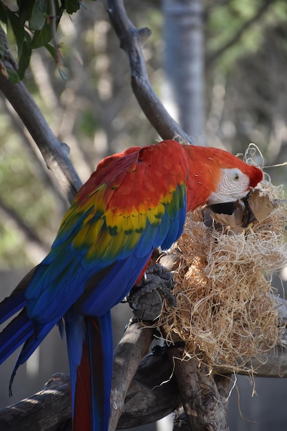 Scarlet Macaw looking for seeds in a straw nest.
