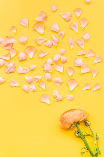 Scattered petals and buttercup flower