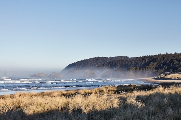 Пейзаж пляжной травы утром в Кэннон-Бич, Орегон
