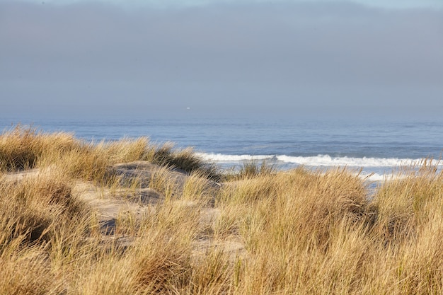 免费照片早上滨草炮海滩风景,俄勒冈州