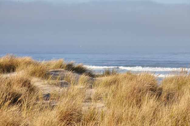 Scenery of beachgrass in the morning at Cannon Beach, Oregon