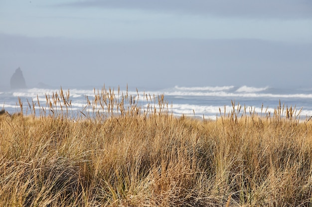 Пейзаж пляжной травы утром в Кэннон-Бич, Орегон