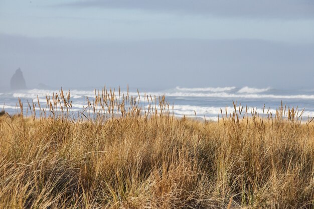 오레곤 캐논 비치에서 아침에 beachgrass의 풍경