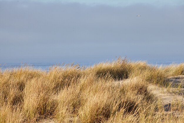 Scenery of beachgrass in the morning at Cannon Beach, Oregon