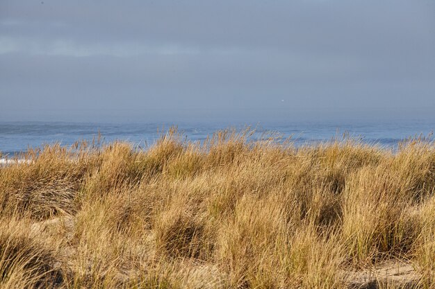 Scenery of beachgrass in the morning at Cannon Beach, Oregon