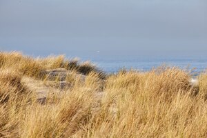 Free photo scenery of beachgrass in the morning at cannon beach, oregon