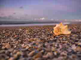 Free photo scenery of a breathtaking sunset the beach in eastern florida