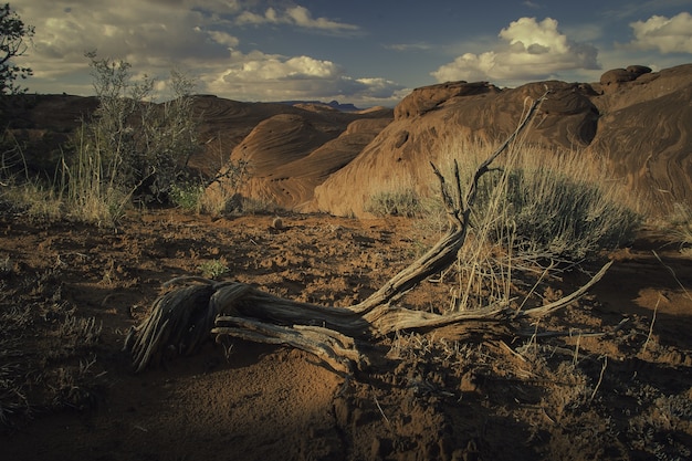 scenery-different-kinds-plants-growing-middle-hills-canyon_181624-20927.jpg