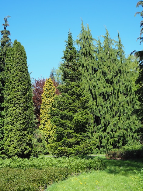 Free photo scenery of different kinds of trees touching the clear sky