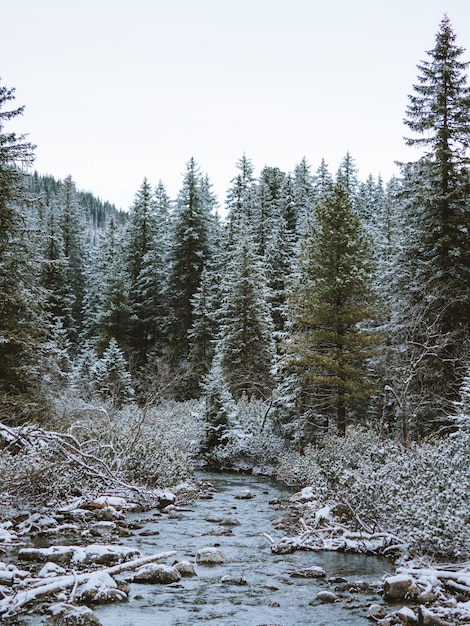 Tatra 산, 폴란드에 눈으로 덮여 전나무 나무가 많은 숲의 풍경