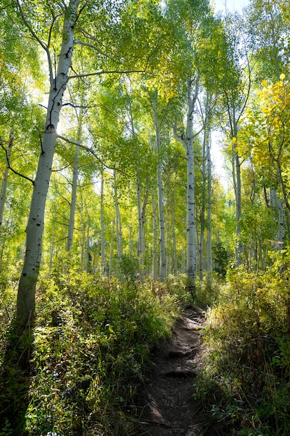 無料写真 アメリカの自然と植生の風景