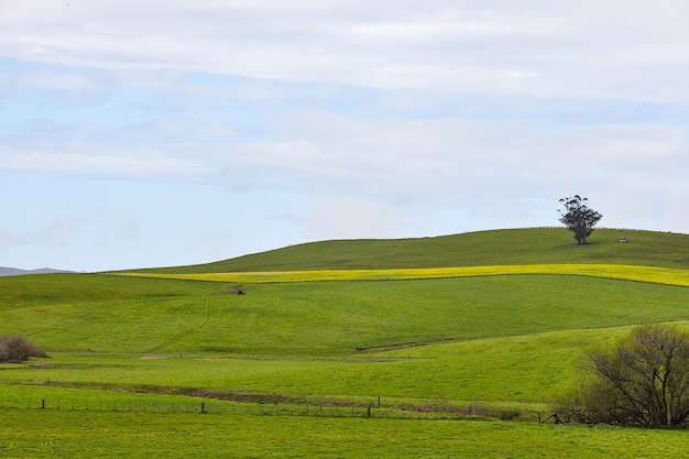 Scenery of a rolling ranch land under the clear sky in Petaluma, California, USA