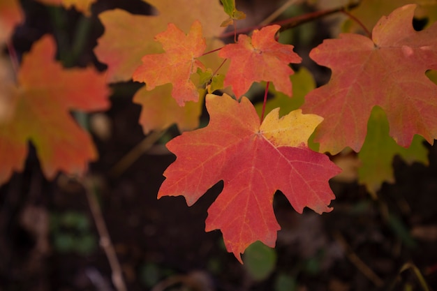 Foto gratuita scenario della natura e della vegetazione degli stati uniti