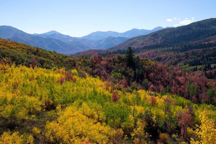 無料Photo アメリカの自然と植生の風景