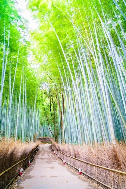 風光明媚なアジアの木の自然京都