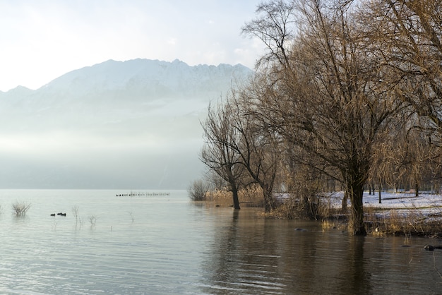 Scenic foggy lake with bare trees