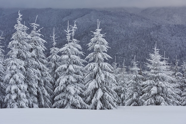 Scenic image of spruces tree. Frosty day, calm wintry scene.