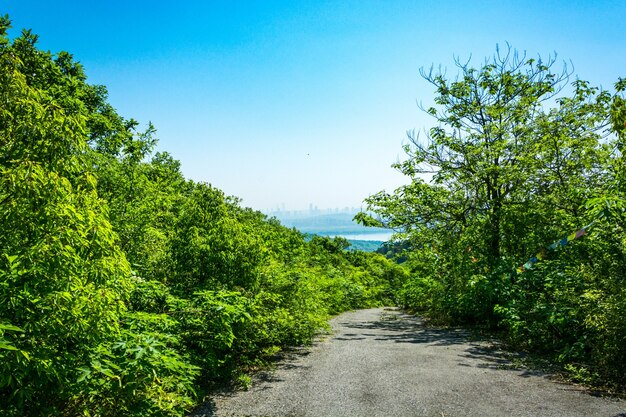 美しい山道