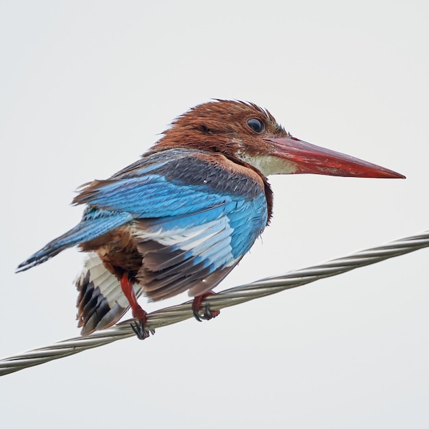 白い背景で隔離のワイヤーに腰掛けてカラフルなハルシオン鳥の風光明媚なショット