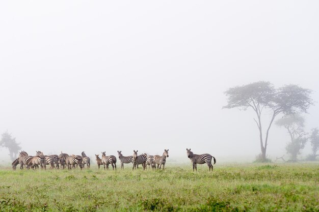 セレンゲティタンザニアのGrumetiゲームリザーブでの3頭のシマウマの風光明媚なショット