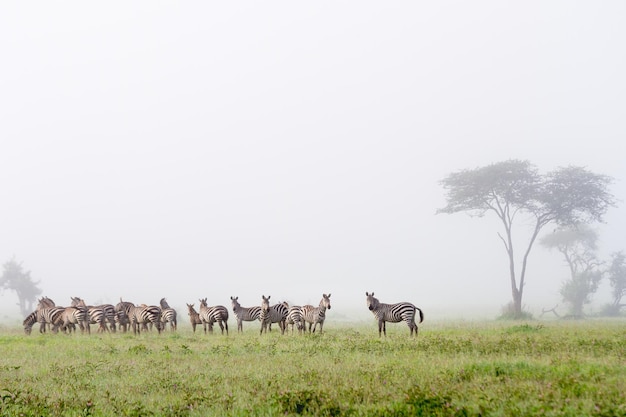 탄자니아 세렝게티의 그루메티 사냥감 보호구역에 있는 얼룩말 3마리의 절경