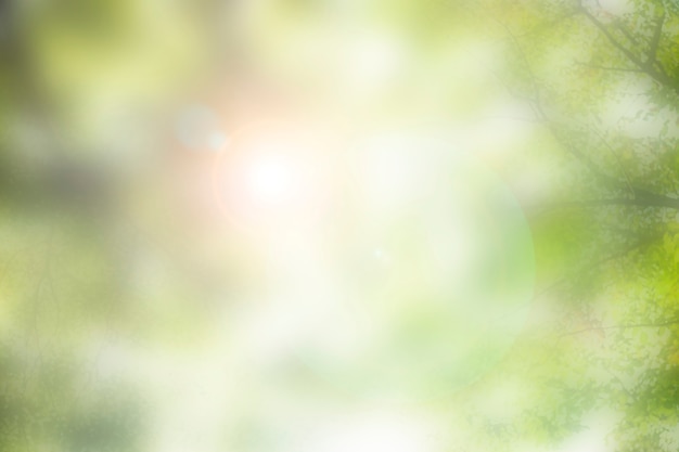 木々の自然写真を通して輝く風光明媚な太陽レンズフレア