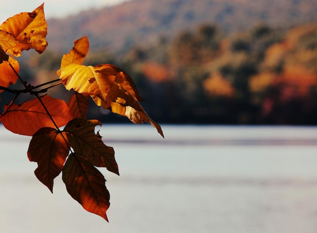 Scenic view of autumn leaves under sunligth