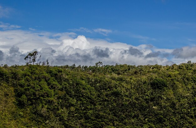 Scenic view of a beautiful forest on a cloudy day