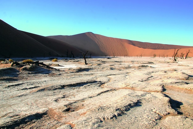 Free photo scenic view of dead camelthorn trees against red dunes and blue sky in deadvlei sossusvlei