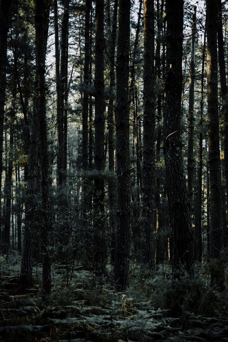 Free Photo scenic view of tall tropical trees growing in forest