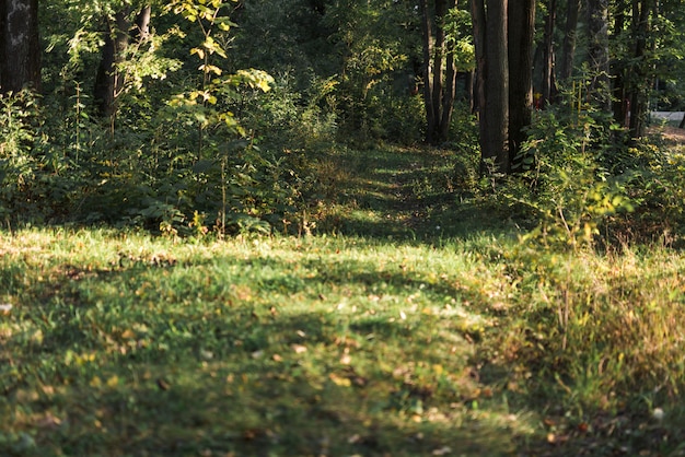 Scenic view of tropical green forest