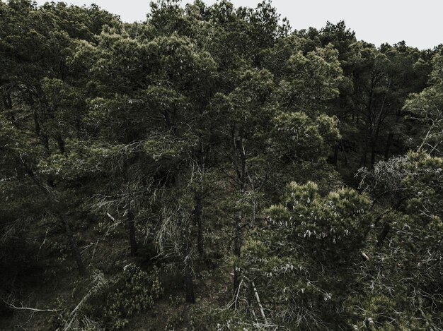 Живописный вид тропических деревьев в лесу