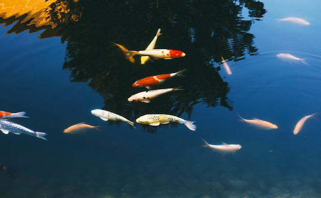 Free photo school of fancy carp swimming in the pond