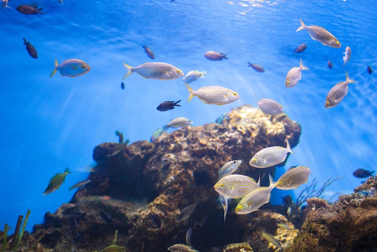 Free Photo school of tuna fish