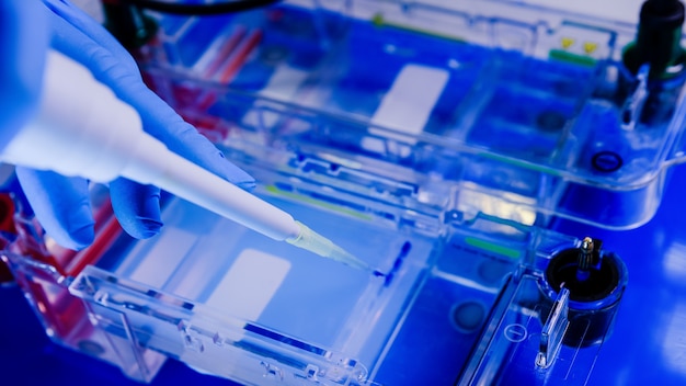 Scientist conducting the gel electrophoresis biological process as part of research