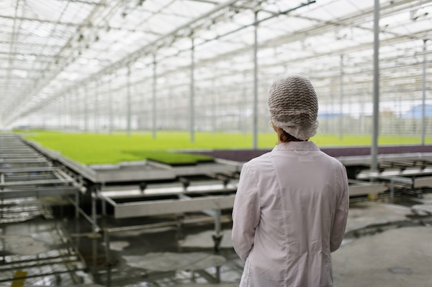 Free photo scientist researching plants and diseases in greenhouse