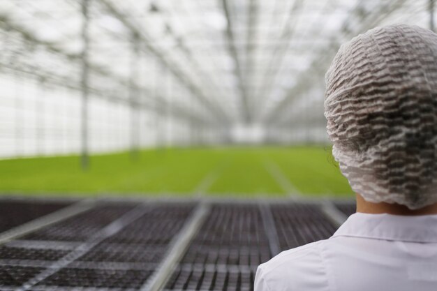 Scientist researching plants and diseases in greenhouse