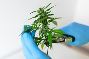 Scienziato con guanti che controllano le piante di canapa in una serra concetto di medicina alternativa a base di erbe industria farmaceutica dell'olio di cbd