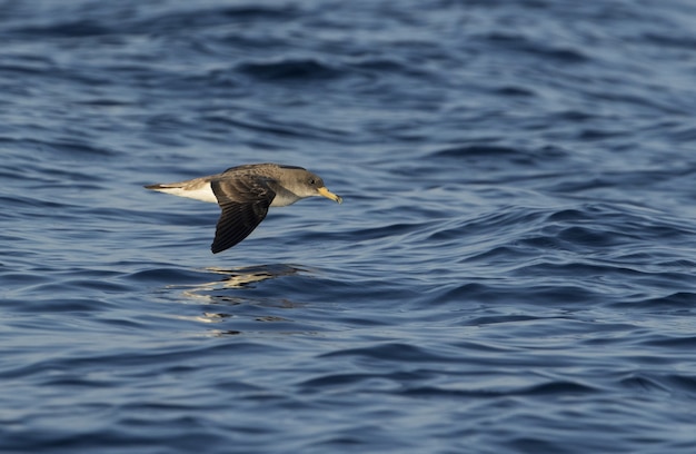 Free photo scopoli's shearwater calonectris diomedea