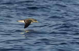 Free photo scopoli's shearwater calonectris diomedea