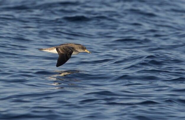 Scopoli's shearwater Calonectris diomedea