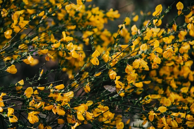 Scotch broom yellow flowers blooming outdoors
