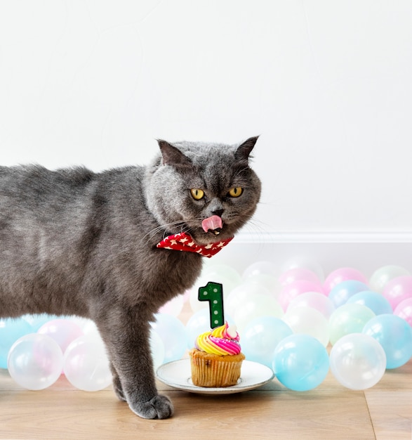 Scottish Fold cat celebrating its first birthday