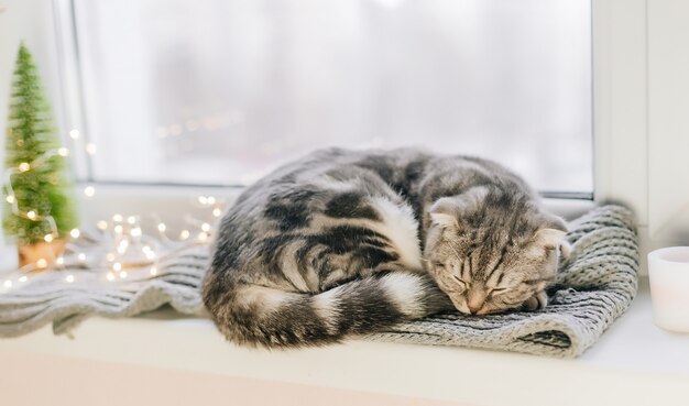 家の中のかわいいスコティッシュフォールド子猫 プレミアム写真