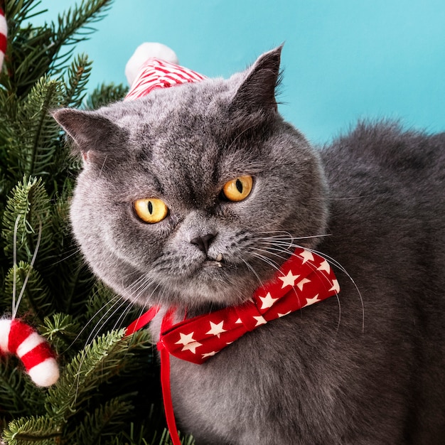 クリスマスを祝う赤い弓を身に着けているスコットランドの倍の猫