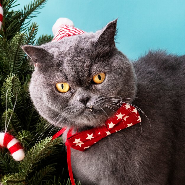 クリスマスを祝う赤い弓を身に着けているスコットランドの倍の猫