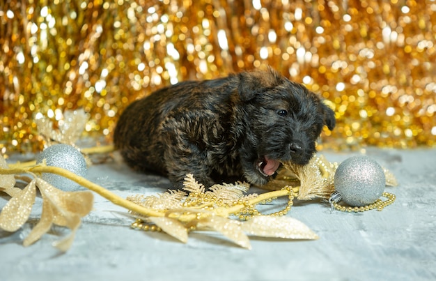 金色の壁にスコティッシュテリアの子犬