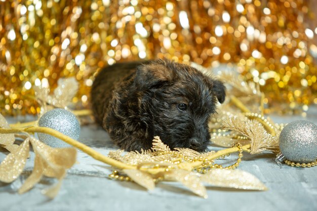 Scottish terrier puppy posing. Cute black doggy or pet playing with Christmas and New Year decoration. Looks cute. Concept of holidays, festive time, winter mood. Negative space.