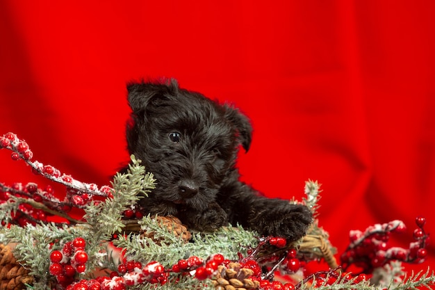 Позирование щенка шотландского терьера. Милая черная собачка или домашнее животное, играющее с рождественскими и новогодними украшениями. Выглядит мило. Понятие праздников, праздничное время, зимнее настроение. Негативное пространство.